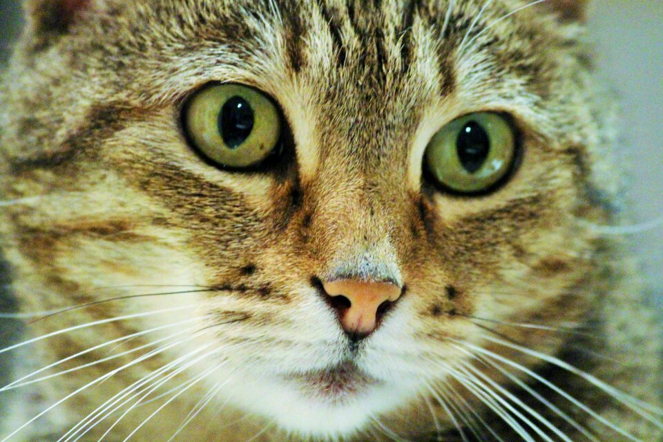 Animal eyes cat's eyes