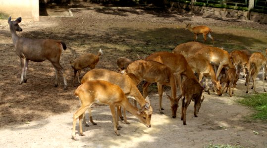 Cervus - Saigon Zoo and Botanical Gardens - Ho Chi Minh City, Vietnam - DSC01331