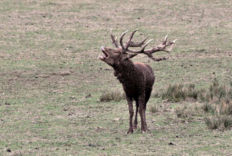 Cerf bramant Parc Sainte-Croix 22092018 01