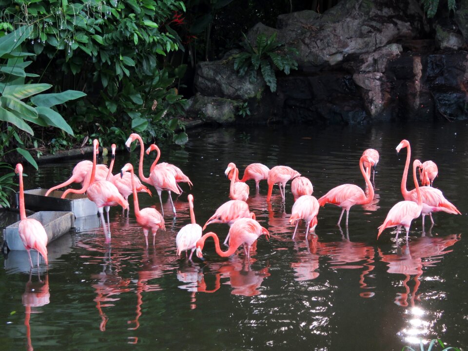 Flamingos pink flamingo birds photo