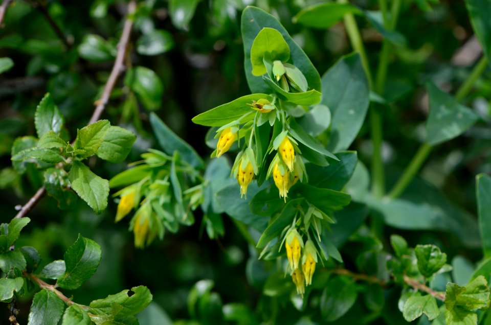 Cerinthe minor 01