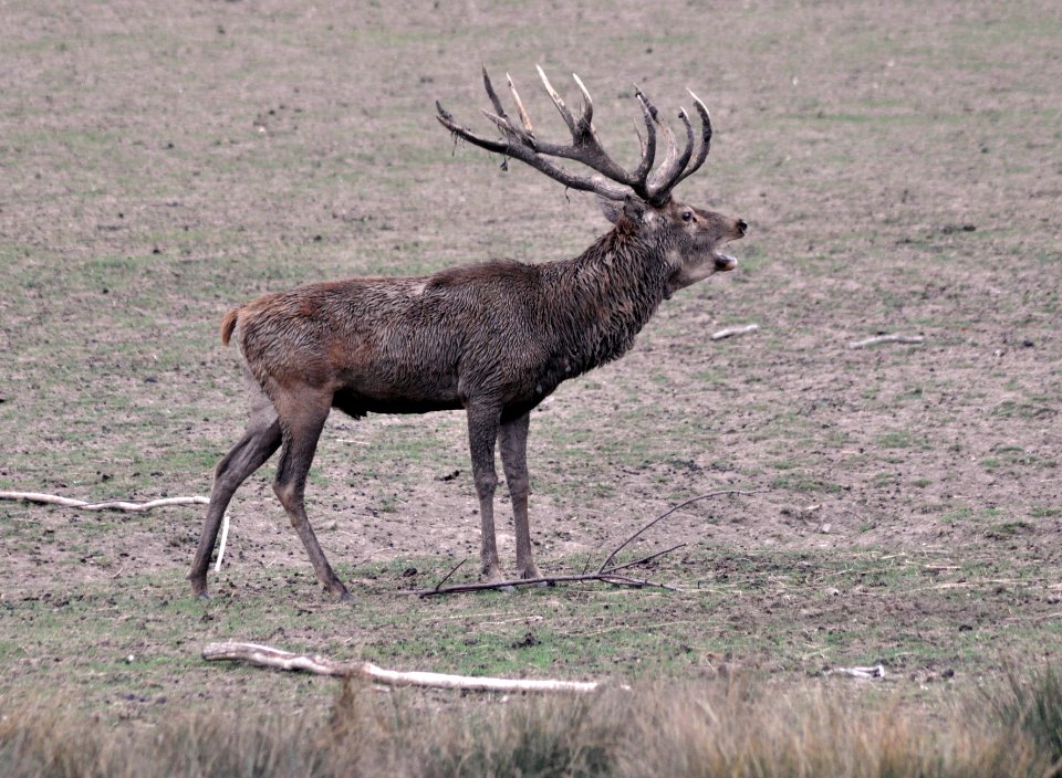 Cerf bramant Parc Sainte-Croix 22092018 03