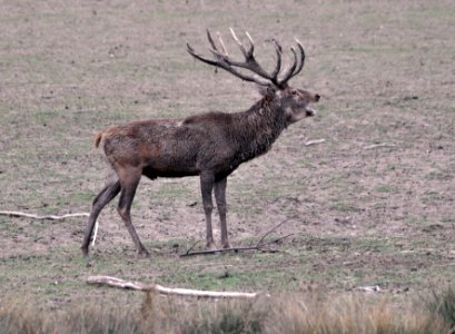 Cerf bramant Parc Sainte-Croix 22092018 03