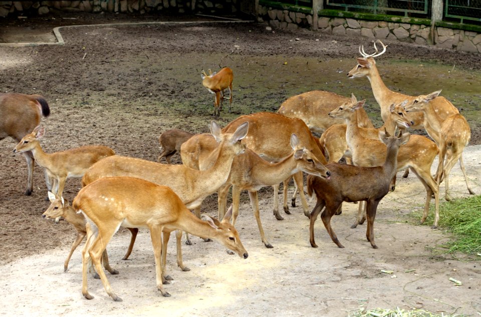 Cervus - Saigon Zoo and Botanical Gardens - Ho Chi Minh City, Vietnam - DSC01335