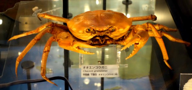 Chaceon granulatus - National Museum of Nature and Science, Tokyo - DSC06875