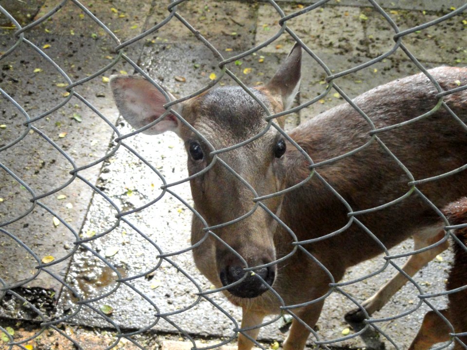 Cervus mariannus - Guam Zoological, Botanical and Marine Garden - DSC01034