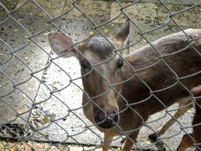 Cervus mariannus - Guam Zoological, Botanical and Marine Garden - DSC01034