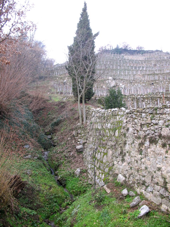 Château-Grillet 4
