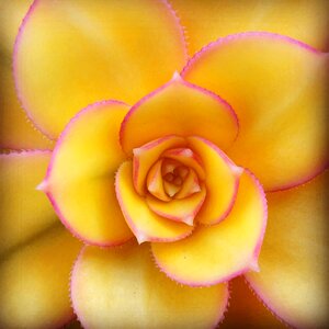 Succulent flora yellow photo