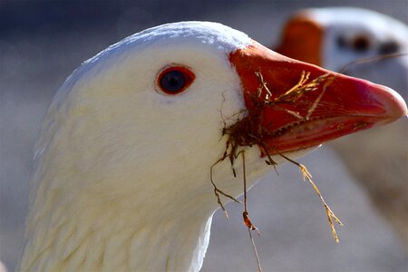 Sunlight beak face