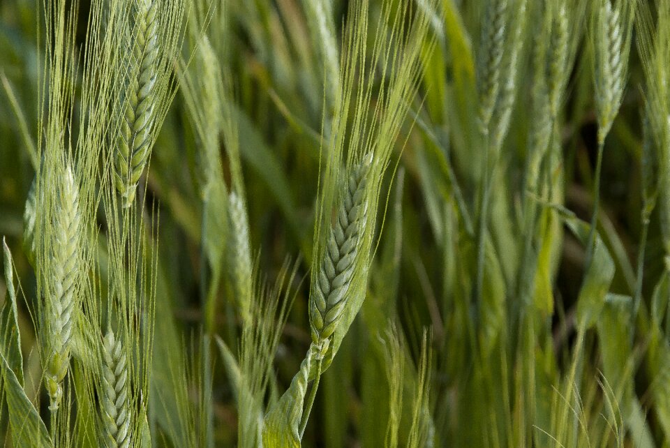 Cereals spikes cornfield