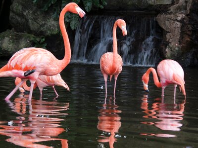 Flamingos pink flamingo birds