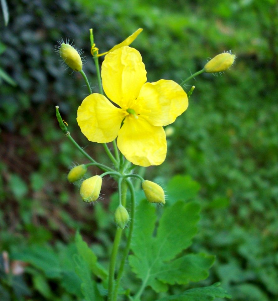 Chélidoine (4) (cropped)