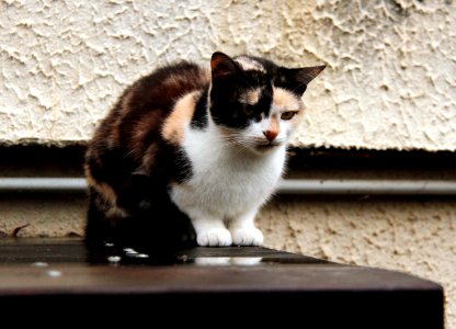 Chérinette, Petite Chérie