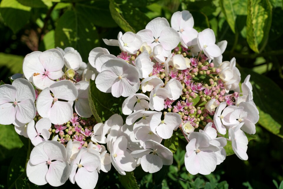 Nature spring blossom