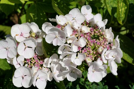 Nature spring blossom