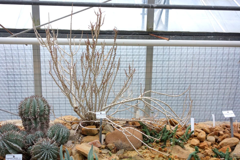 Ceraria namaquensis - Botanischer Garten, Dresden, Germany - DSC08810