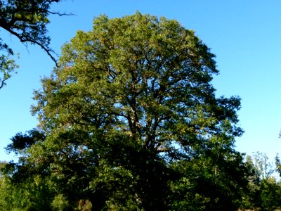 Chêne de l'allée du château du Moulin
