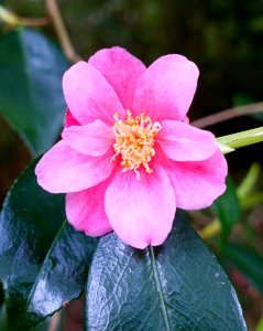Camellia 'Cornish Spring' - Trewidden Garden - Cornwall, England - DSC02275