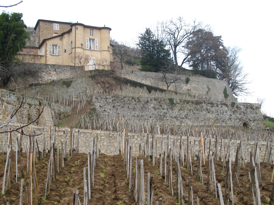 Château-Grillet 2