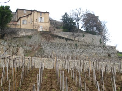 Château-Grillet 2