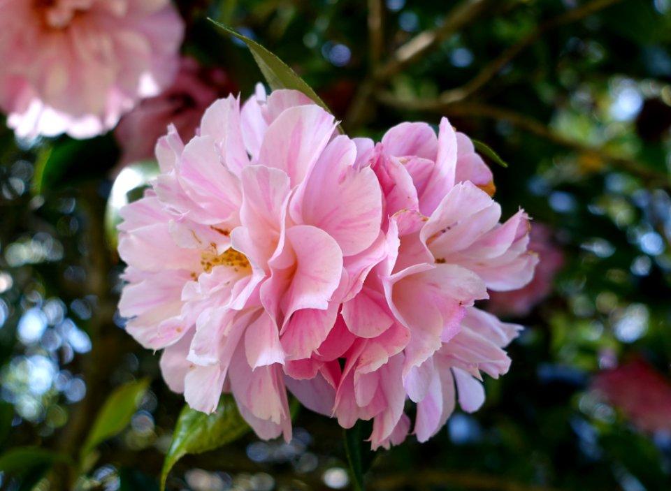 Camellia × williamsii 'Galaxie' - Caerhayes Castle gardens - Cornwall, England - DSC02969