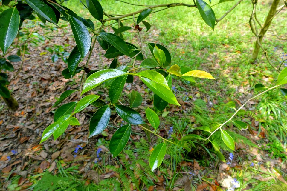 Camellia chekiangoleosa - Trewidden Garden - Cornwall, England - DSC02244