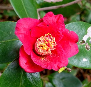 Camellia - Shōsei-en - Kyoto, Japan - DSC06930