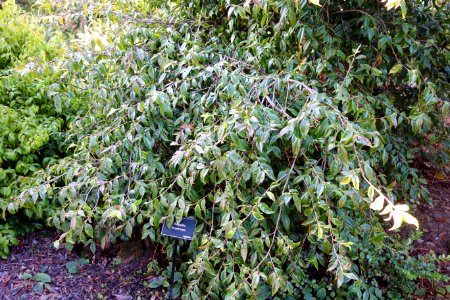 Camellia longicarpa - Mendocino Coast Botanical Gardens - DSC02290