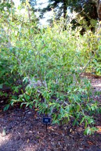 Camellia fluviatilis - Mendocino Coast Botanical Gardens - DSC02295