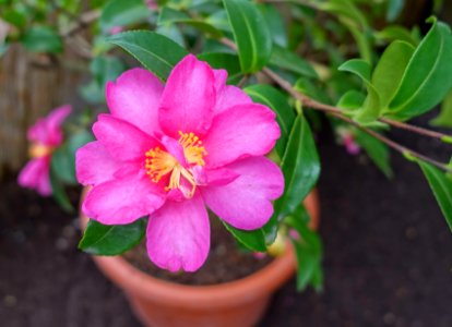 Camellia hiemalis 'Kanjiro' - Flora park - Cologne, Germany - DSC00563