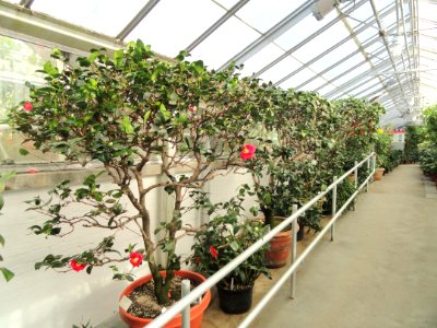 Camellia Corridor - Lyman Plant House, Smith College - DSC04355