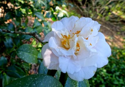 Camellia japonica 'Betty Sheffield Pink' - Bok Tower Gardens - DSC02206