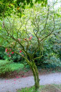 Camellia cuspidata - Trengwainton Garden - Cornwall, England - DSC02518