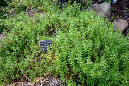 Cerastium arvense - Regional Parks Botanic Garden, Berkeley, CA - DSC04502