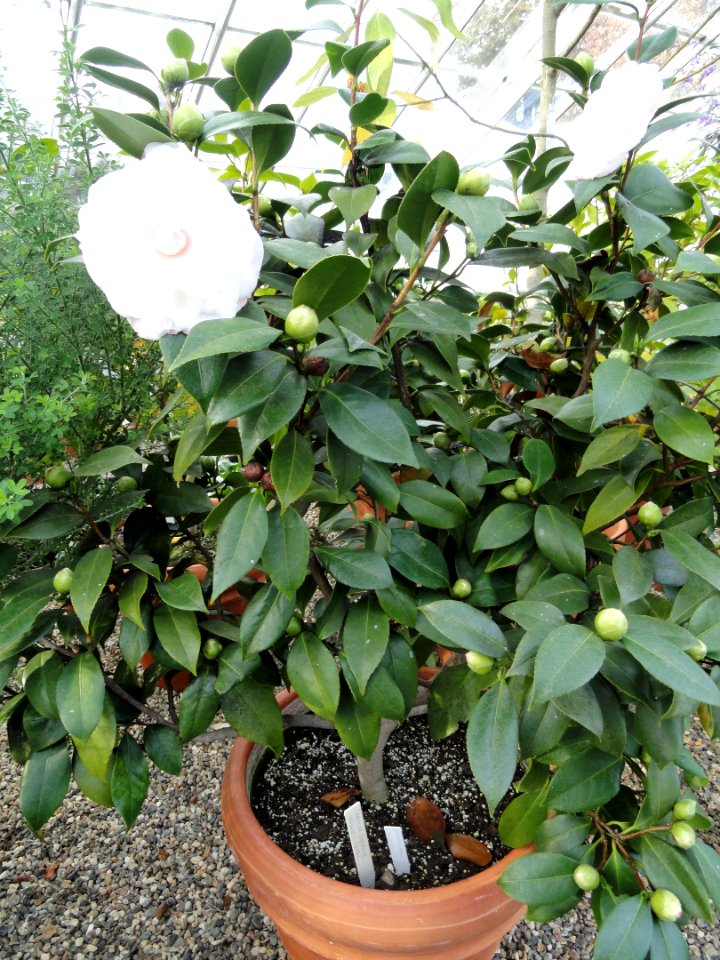 Camelia japonica 'Nuccio's Pearl' - Talcott Greenhouse - Mount Holyoke College - DSC04542