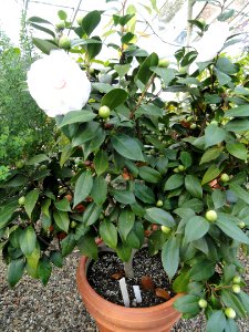 Camelia japonica 'Nuccio's Pearl' - Talcott Greenhouse - Mount Holyoke College - DSC04542