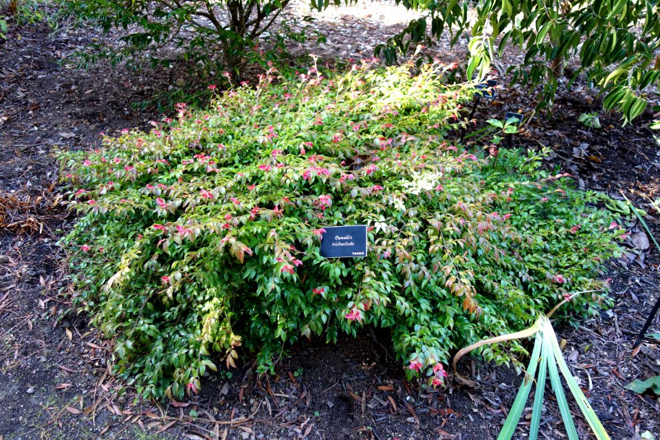 Camellia trichoclada - Mendocino Coast Botanical Gardens - DSC02291