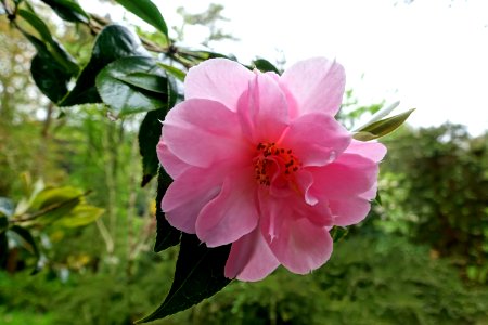 Camellia × williamsii 'Jenefer Carlyon' - Trebah Garden - Cornwall, England - DSC01247