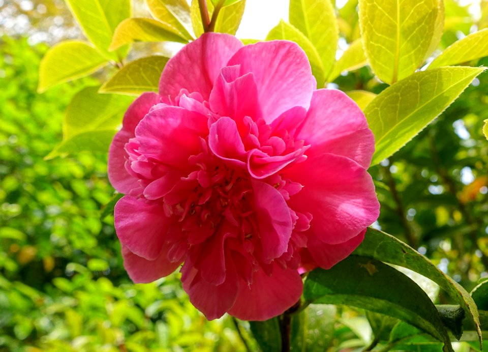 Camellia x williamsii 'Debbie' - Trewidden Garden - Cornwall, England - DSC02392