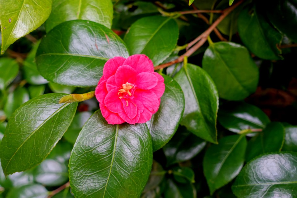 Camellia - Trewidden Garden - Cornwall, England - DSC02098