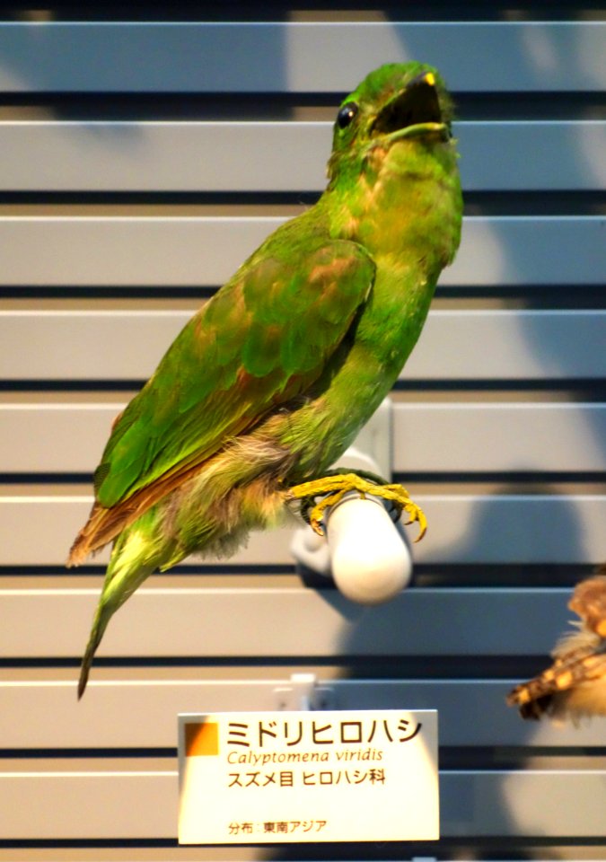Calyptomena viridis - National Museum of Nature and Science, Tokyo - DSC07289