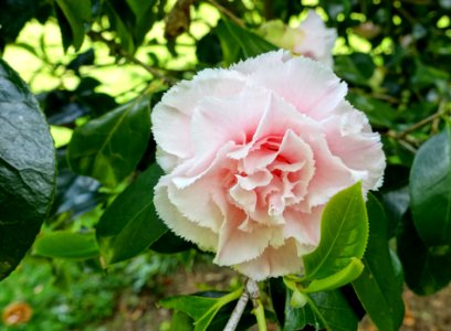 Camellia - Bowood - Wiltshire, England - DSC00383
