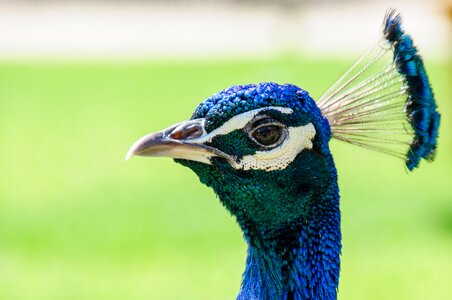 Birds blue animal photo