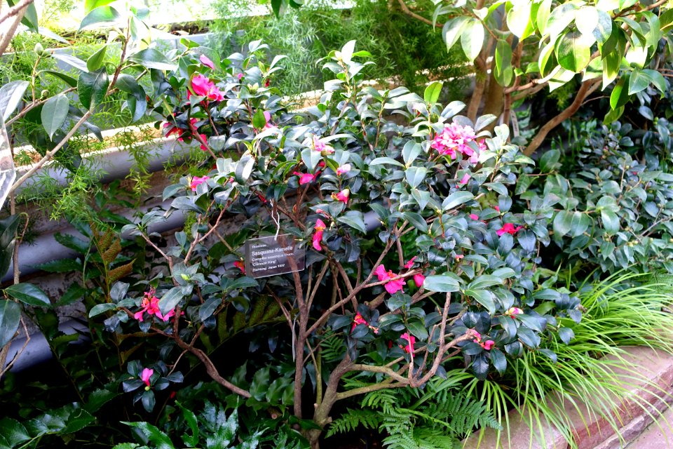 Camellia sasanqua 'Crimson King' - Wilhelma Zoo - Stuttgart, Germany - DSC01887