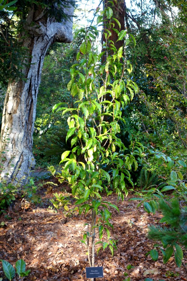 Camellia irrawadiensis - Mendocino Coast Botanical Gardens - DSC02307