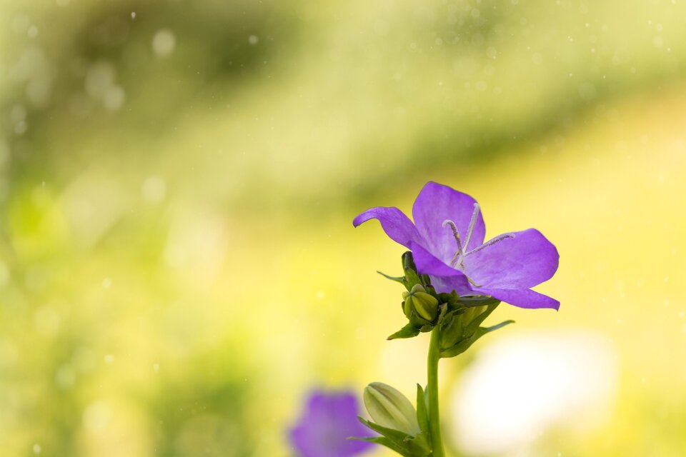 Violet flower purple flower