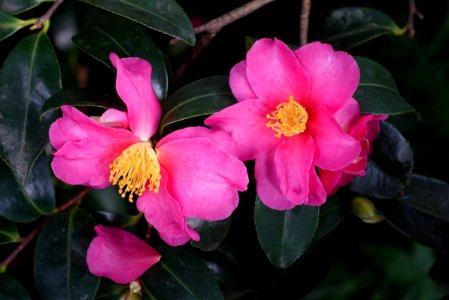Camellia hiemalis 'Kanjiro' - Wilhelma Zoo - Stuttgart, Germany - DSC01908