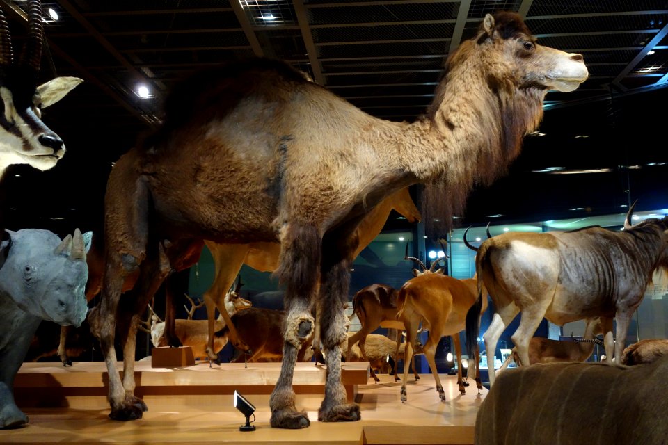 Camelus dromedarius - National Museum of Nature and Science, Tokyo - DSC07270