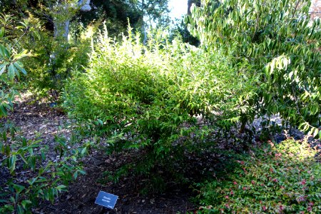 Camellia euryoides - Mendocino Coast Botanical Gardens - DSC02293
